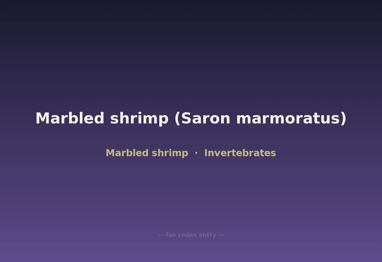 Marbled shrimp (Saron marmoratus)