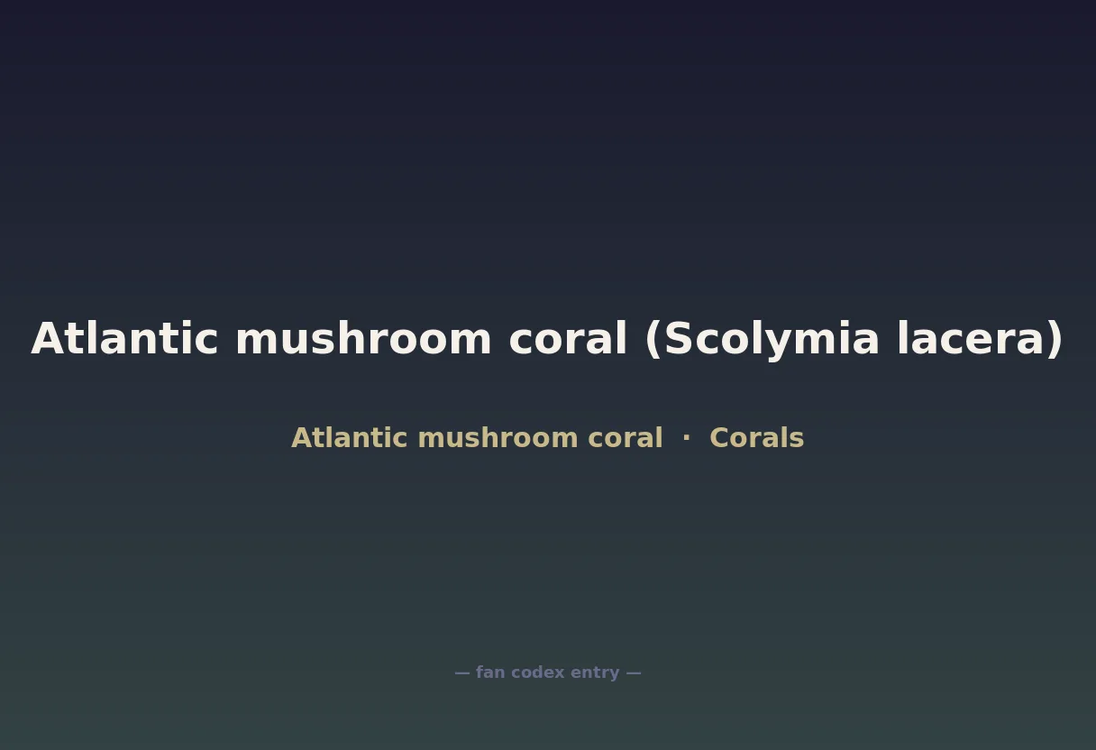 Atlantic mushroom coral (Scolymia lacera)