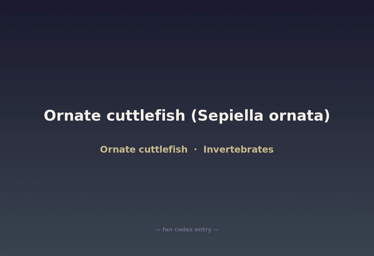 Ornate cuttlefish (Sepiella ornata)