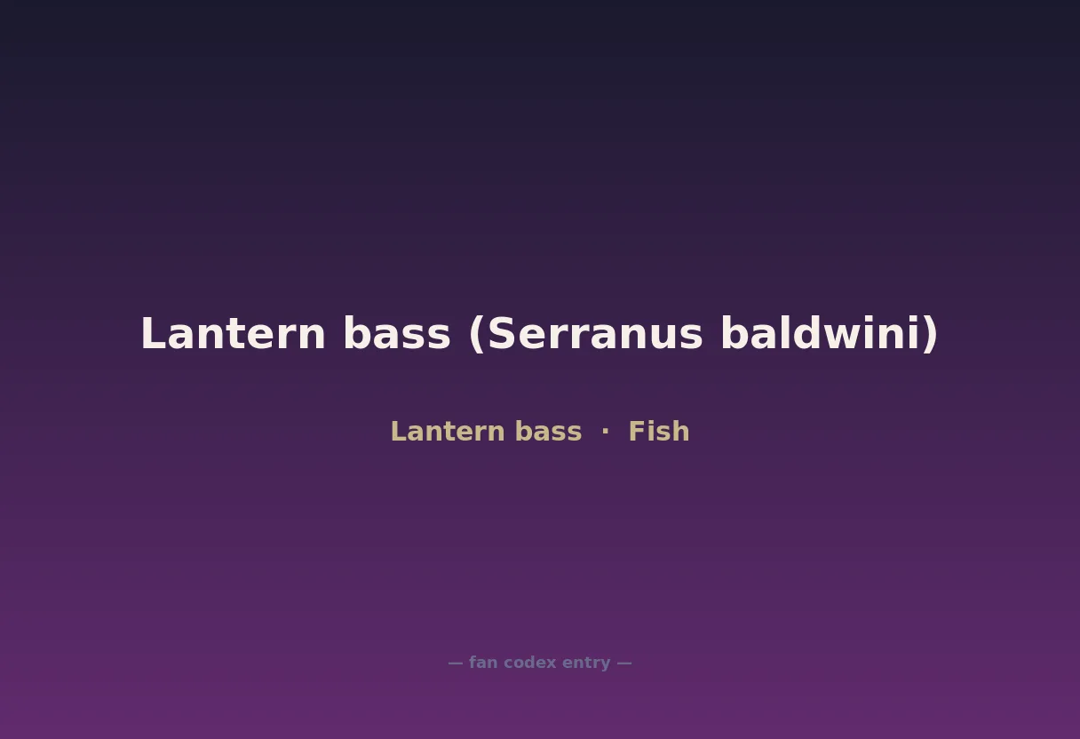 Lantern bass (Serranus baldwini)