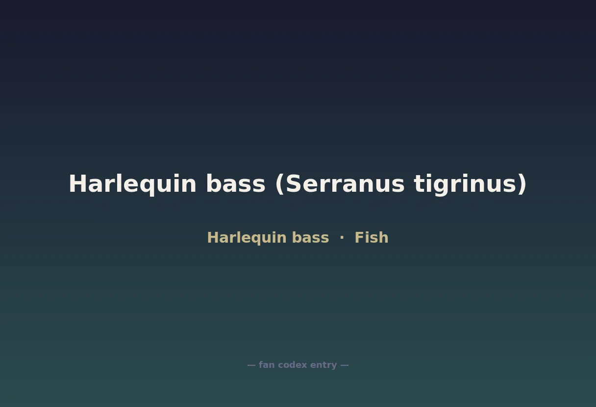 Harlequin bass (Serranus tigrinus)