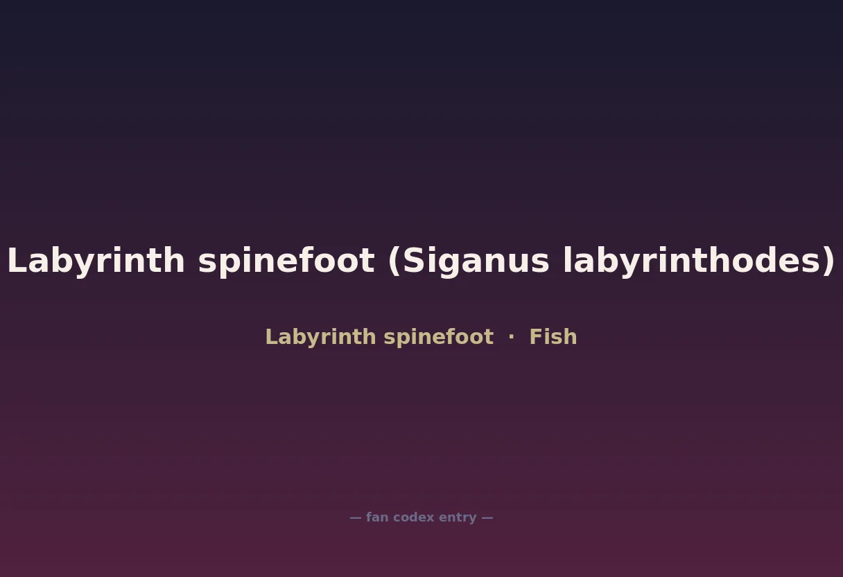 Labyrinth spinefoot (Siganus labyrinthodes)