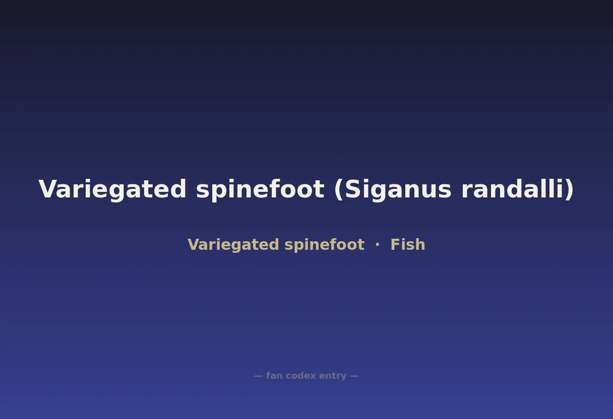 Variegated spinefoot (Siganus randalli)
