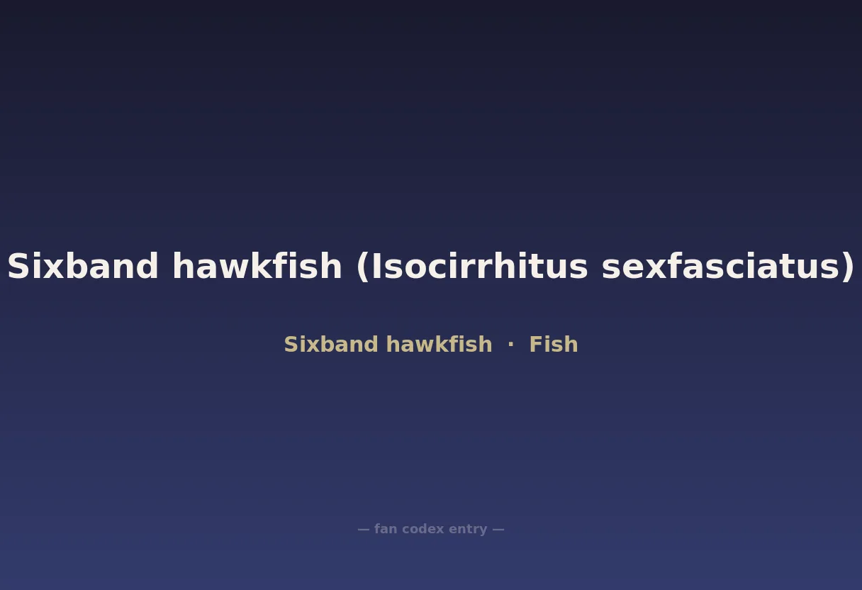 Sixband hawkfish (Isocirrhitus sexfasciatus)