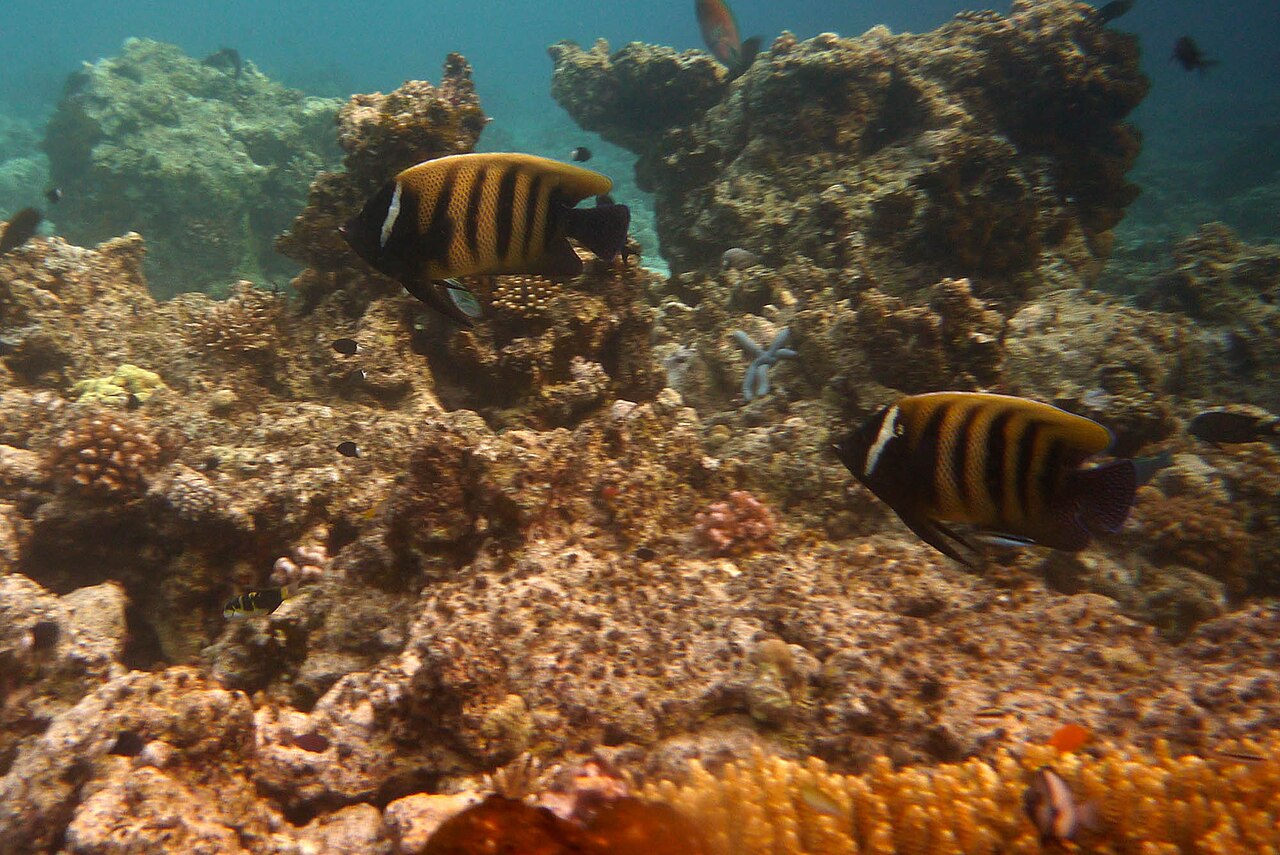 Sixbar angelfish (Pomacanthus sexstriatus)
