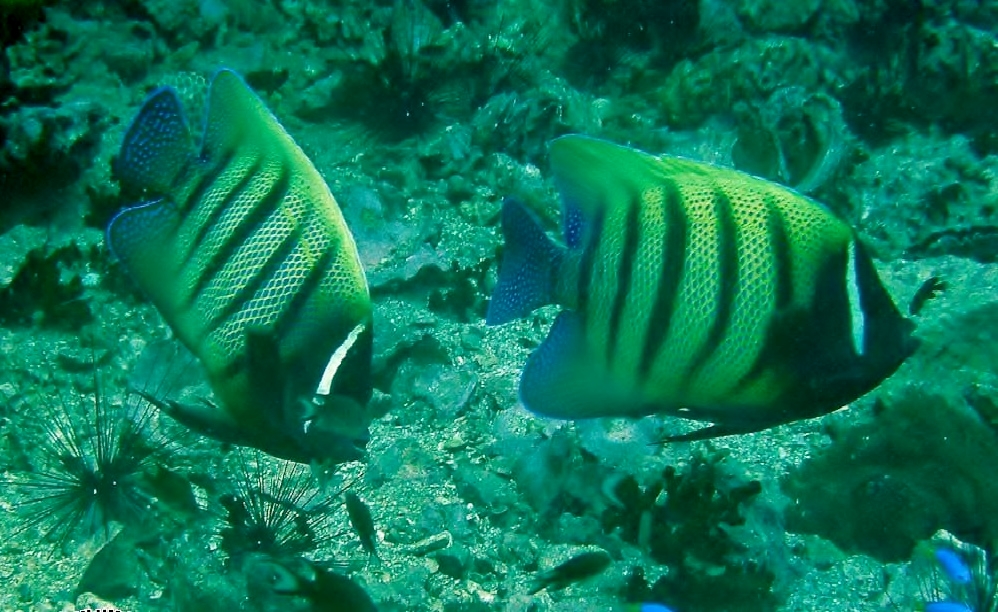 Sixbar angelfish (Pomacanthus sexstriatus)