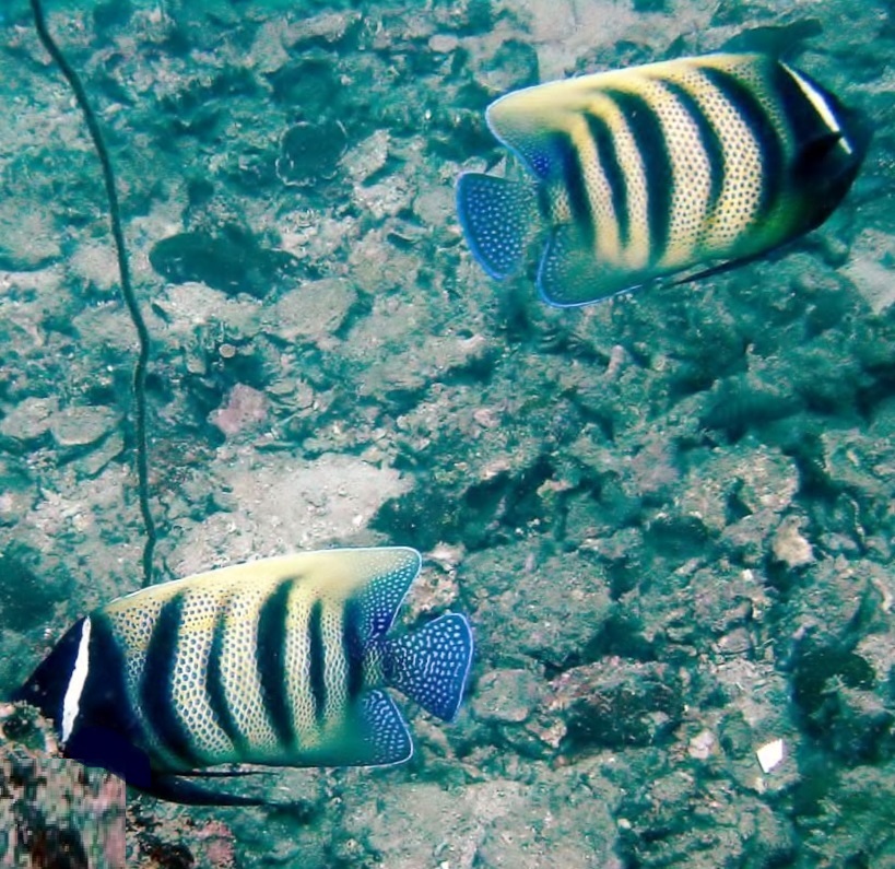 Sixbar angelfish (Pomacanthus sexstriatus)