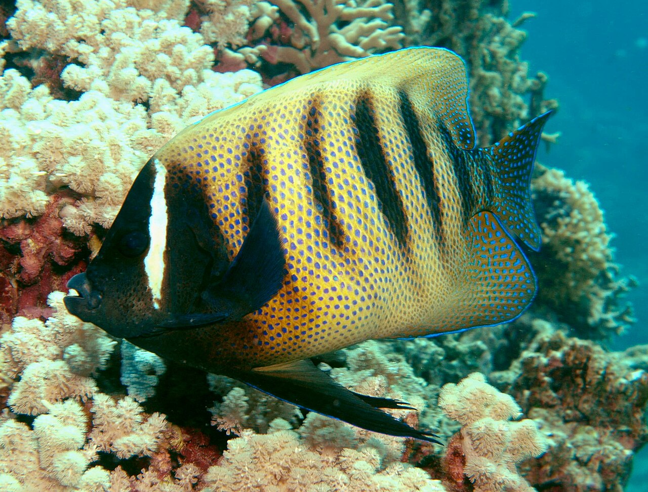 Sixbar angelfish (Pomacanthus sexstriatus)
