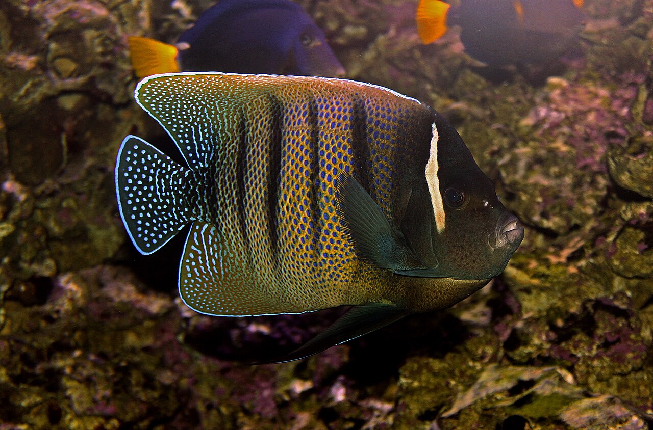 Sixbar angelfish (Pomacanthus sexstriatus)