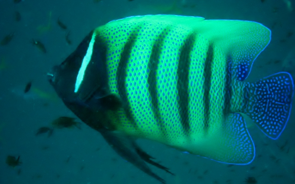 Sixbar angelfish (Pomacanthus sexstriatus)