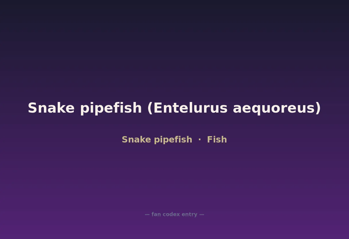 Snake pipefish (Entelurus aequoreus)
