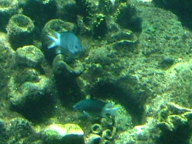 Spiny chromis (Acanthochromis polyacanthus)