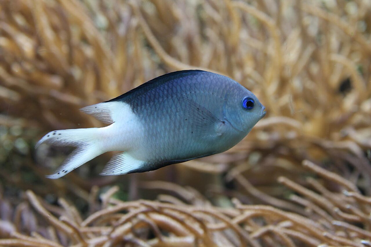 Spiny chromis (Acanthochromis polyacanthus)