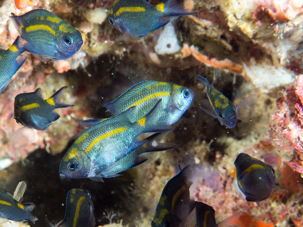 Spiny chromis (Acanthochromis polyacanthus)