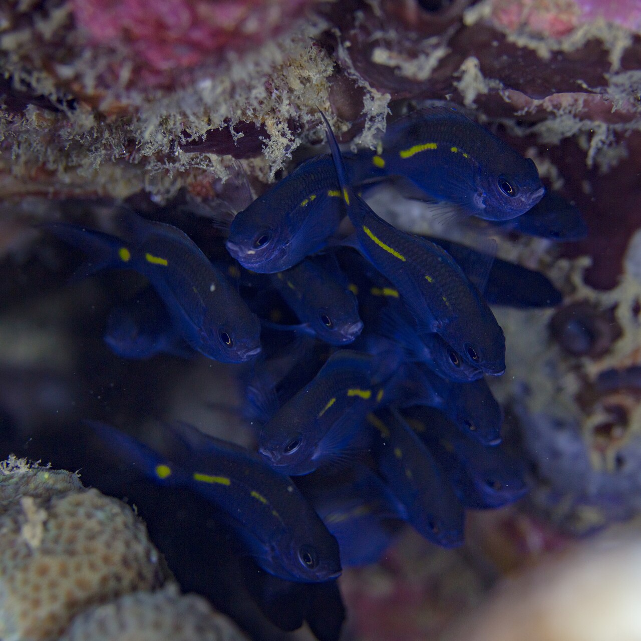 Spiny chromis (Acanthochromis polyacanthus)