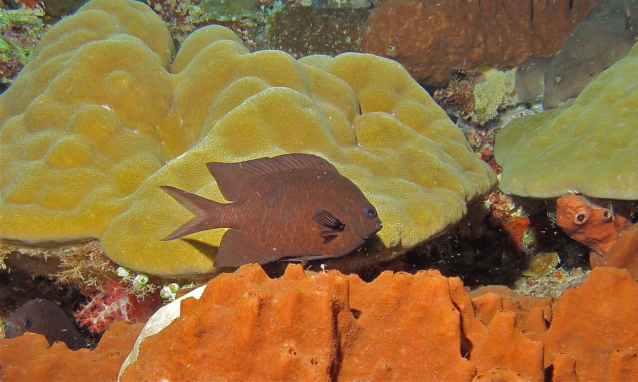 Spiny chromis (Acanthochromis polyacanthus)