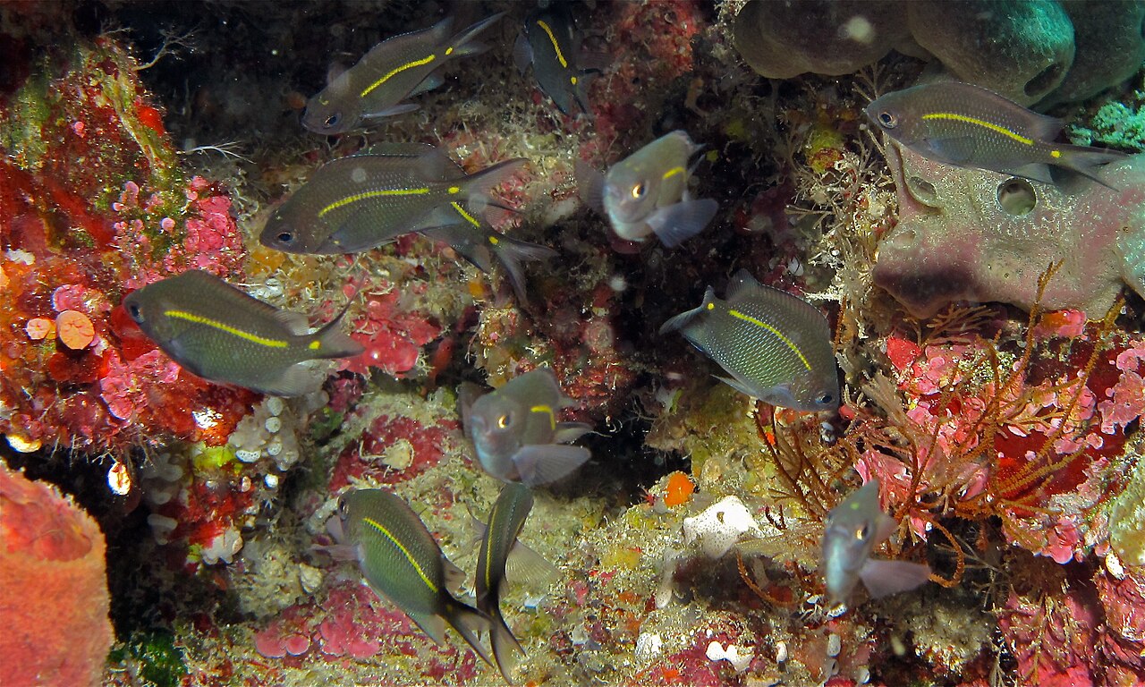 Spiny chromis (Acanthochromis polyacanthus)
