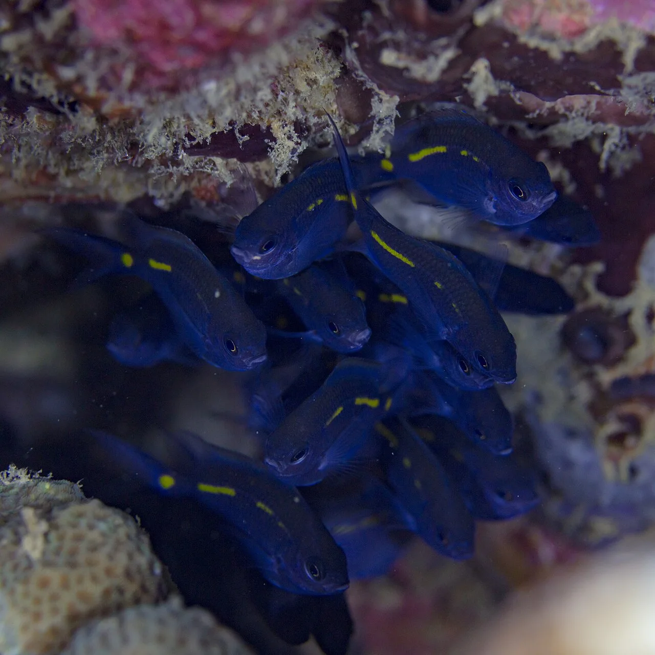 Spiny chromis (Acanthochromis polyacanthus)