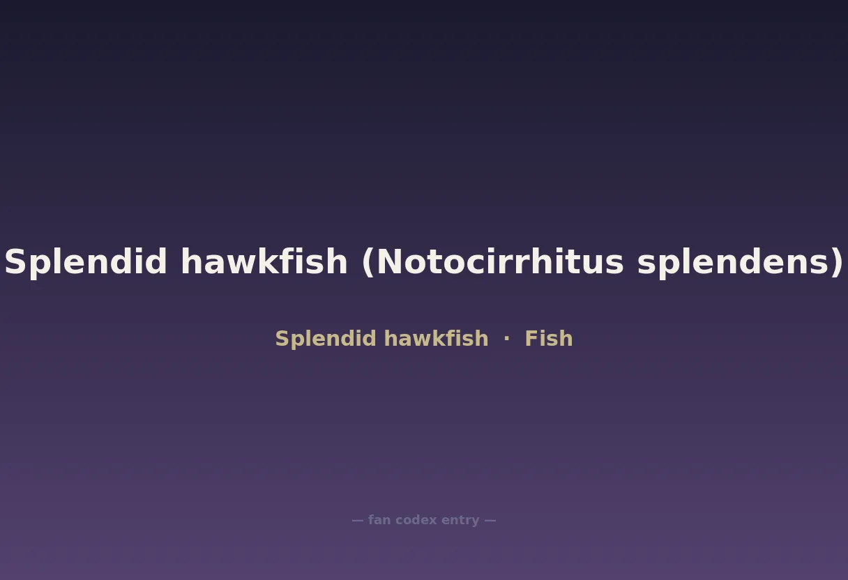 Splendid hawkfish (Notocirrhitus splendens)