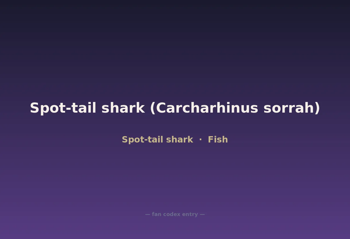 Spot-tail shark (Carcharhinus sorrah)