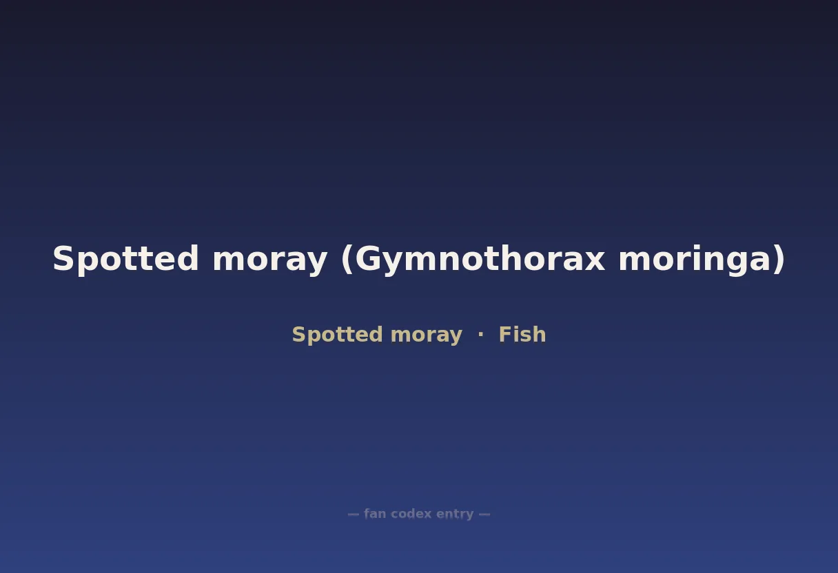 Spotted moray (Gymnothorax moringa)
