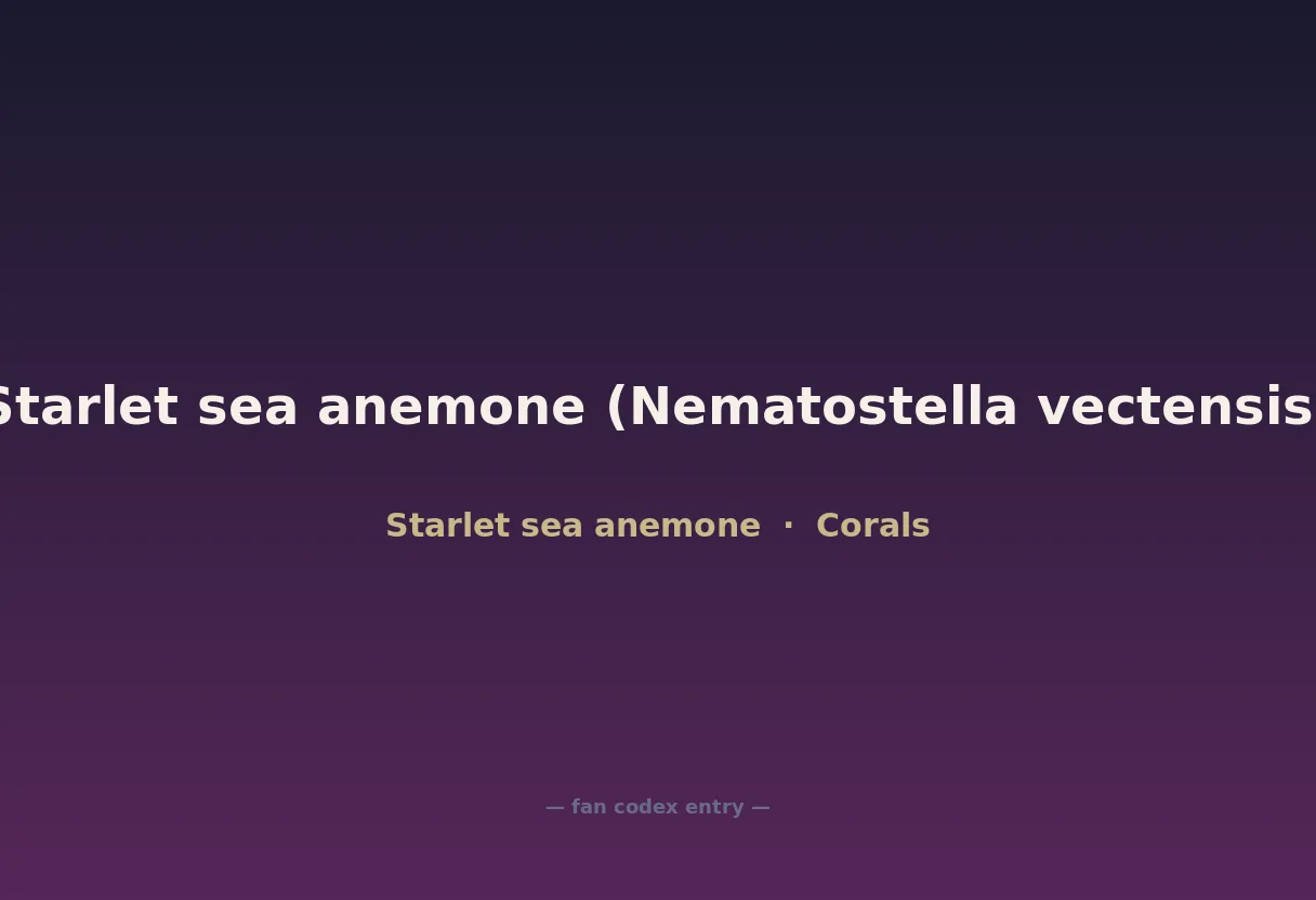 Starlet sea anemone (Nematostella vectensis)