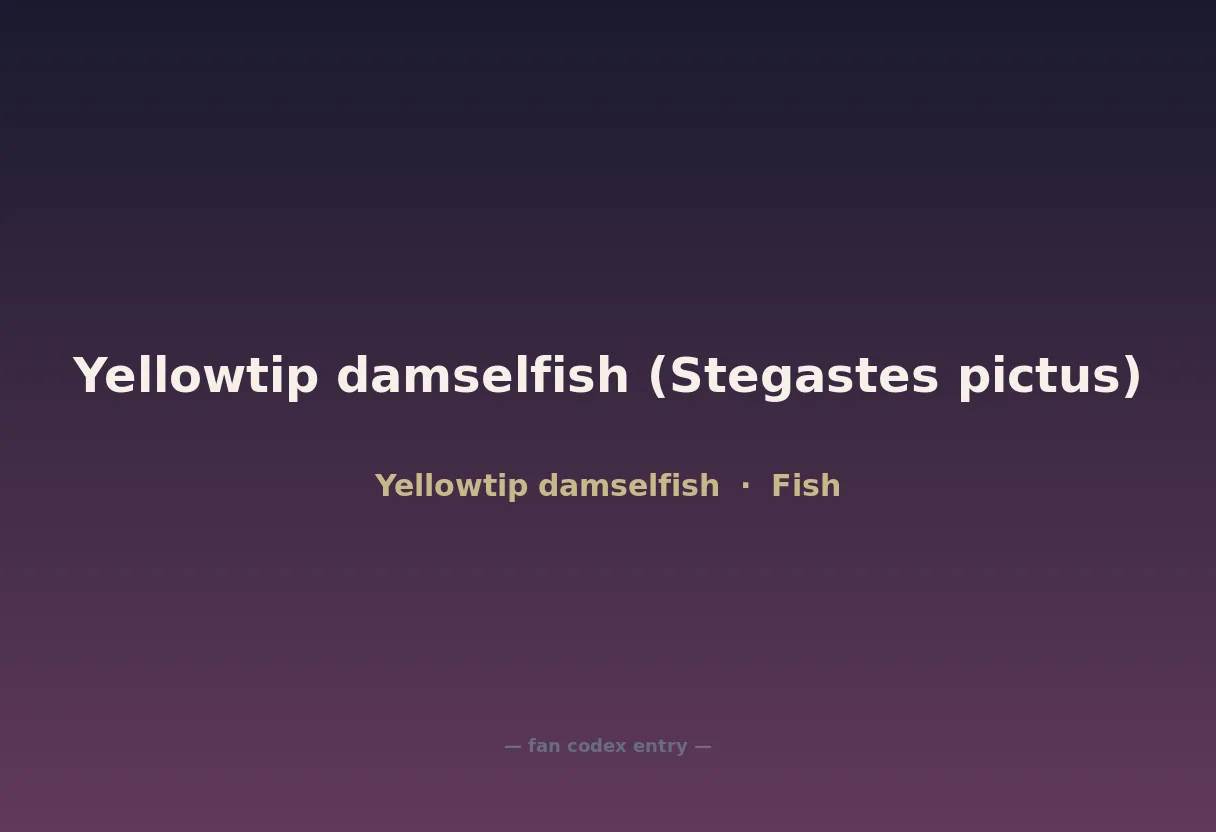 Yellowtip damselfish (Stegastes pictus)