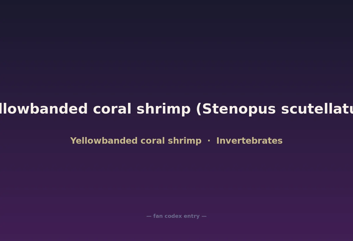 Yellowbanded coral shrimp (Stenopus scutellatus)