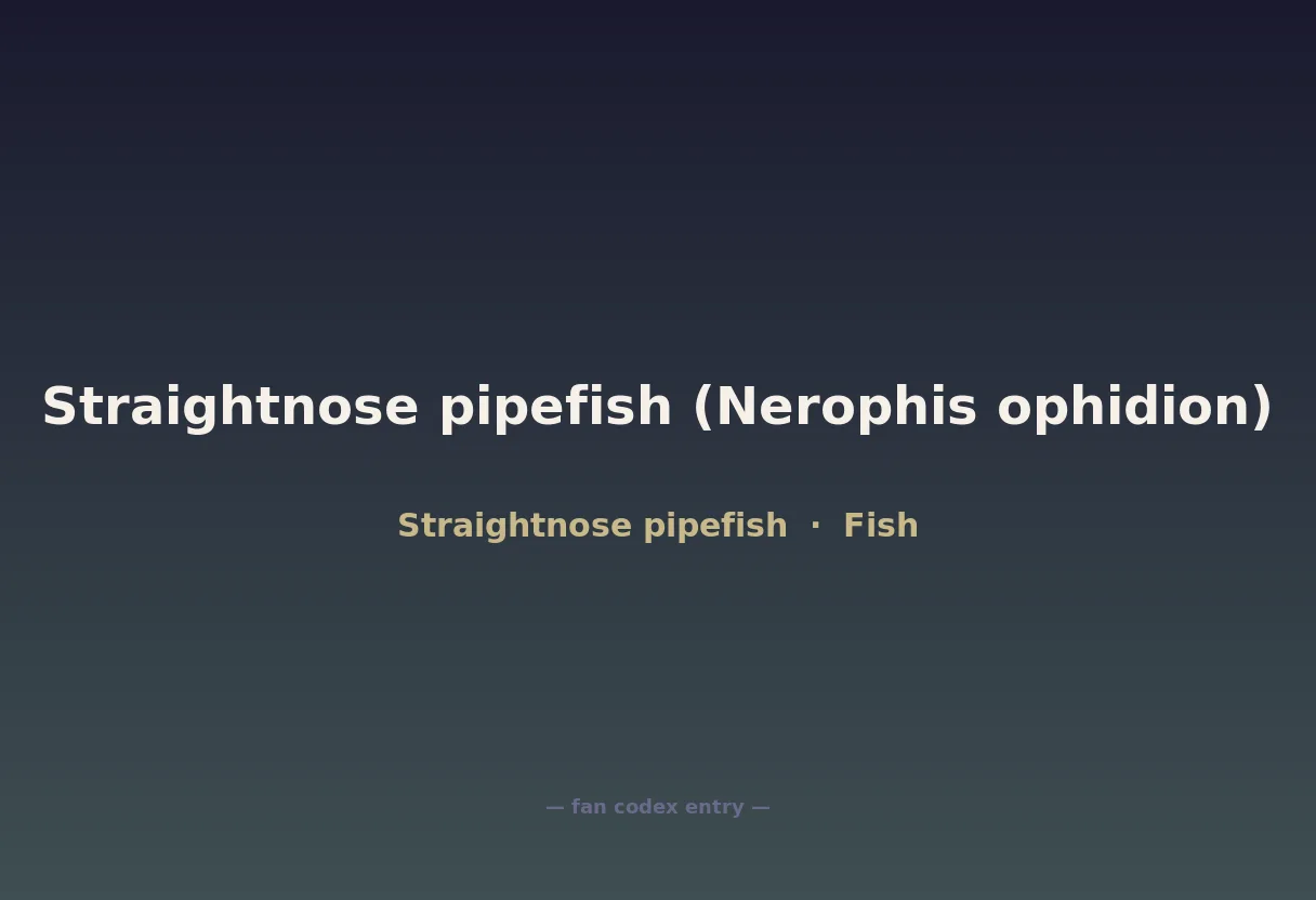 Straightnose pipefish (Nerophis ophidion)