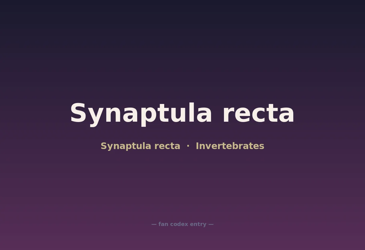Synaptula recta