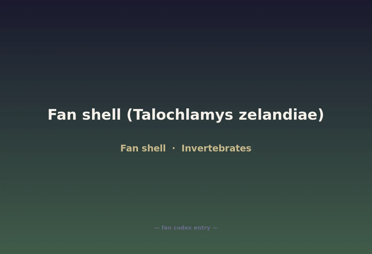 Fan shell (Talochlamys zelandiae)