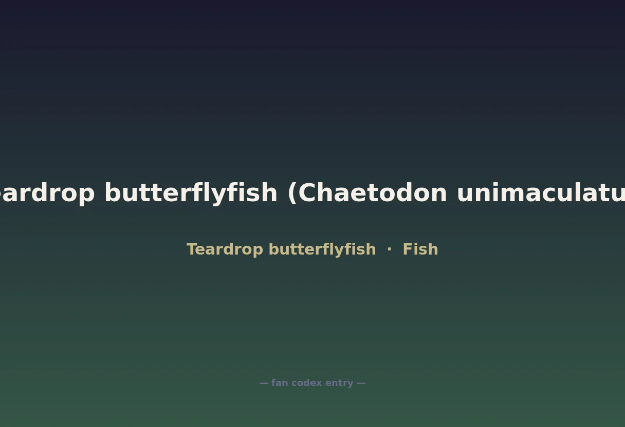 Teardrop butterflyfish (Chaetodon unimaculatus)