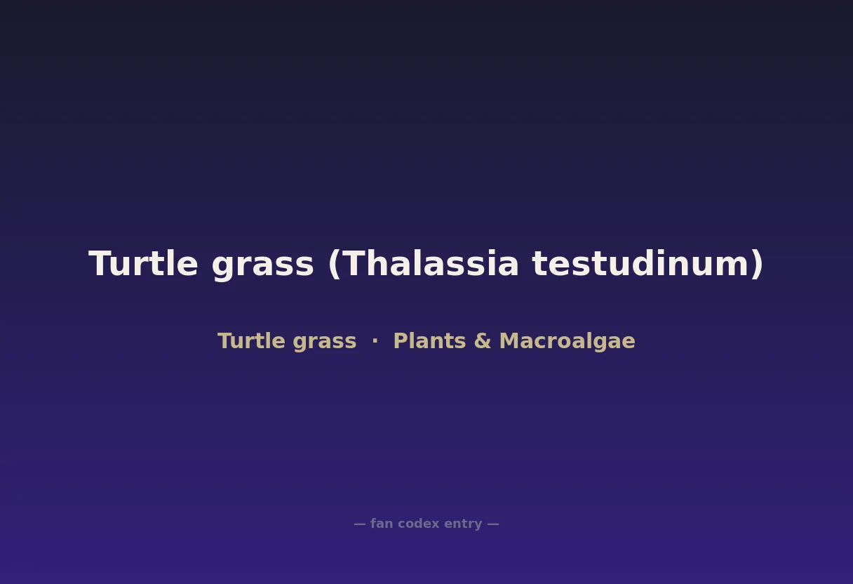 Turtle grass (Thalassia testudinum)