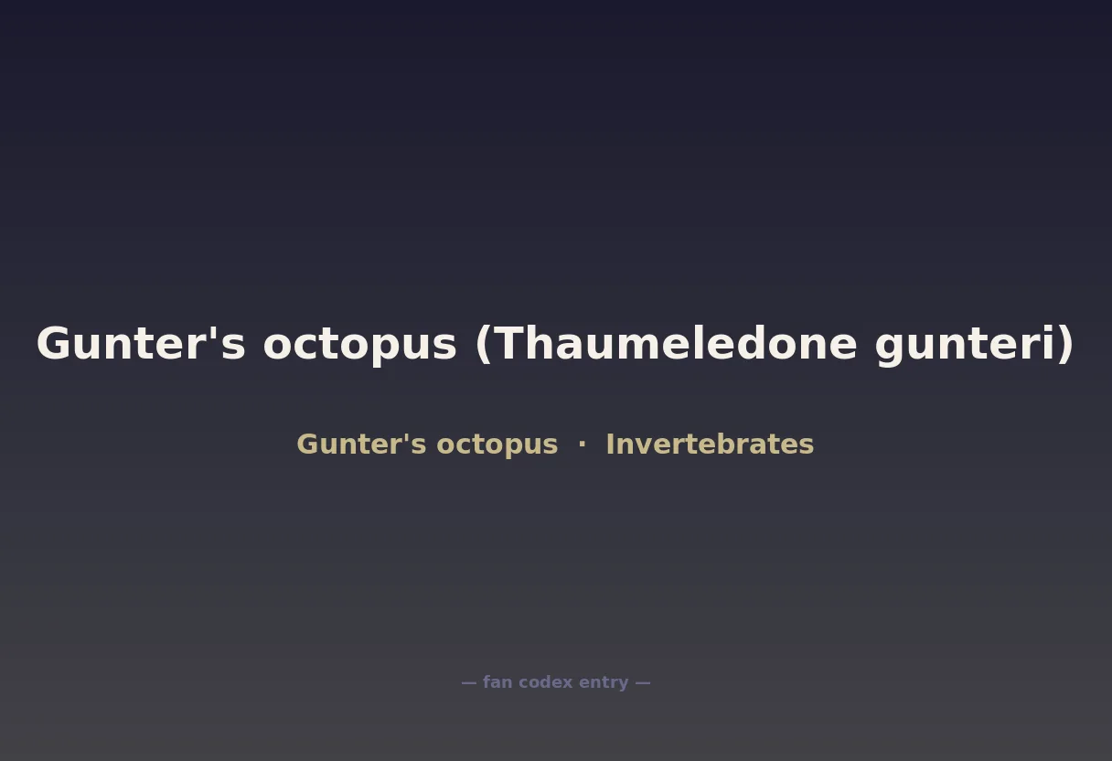 Gunter's octopus (Thaumeledone gunteri)