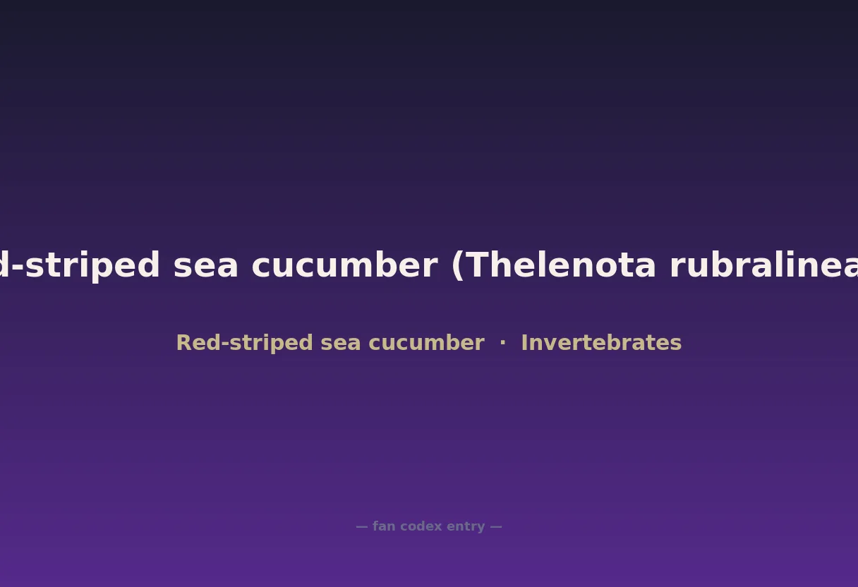 Red-striped sea cucumber (Thelenota rubralineata)