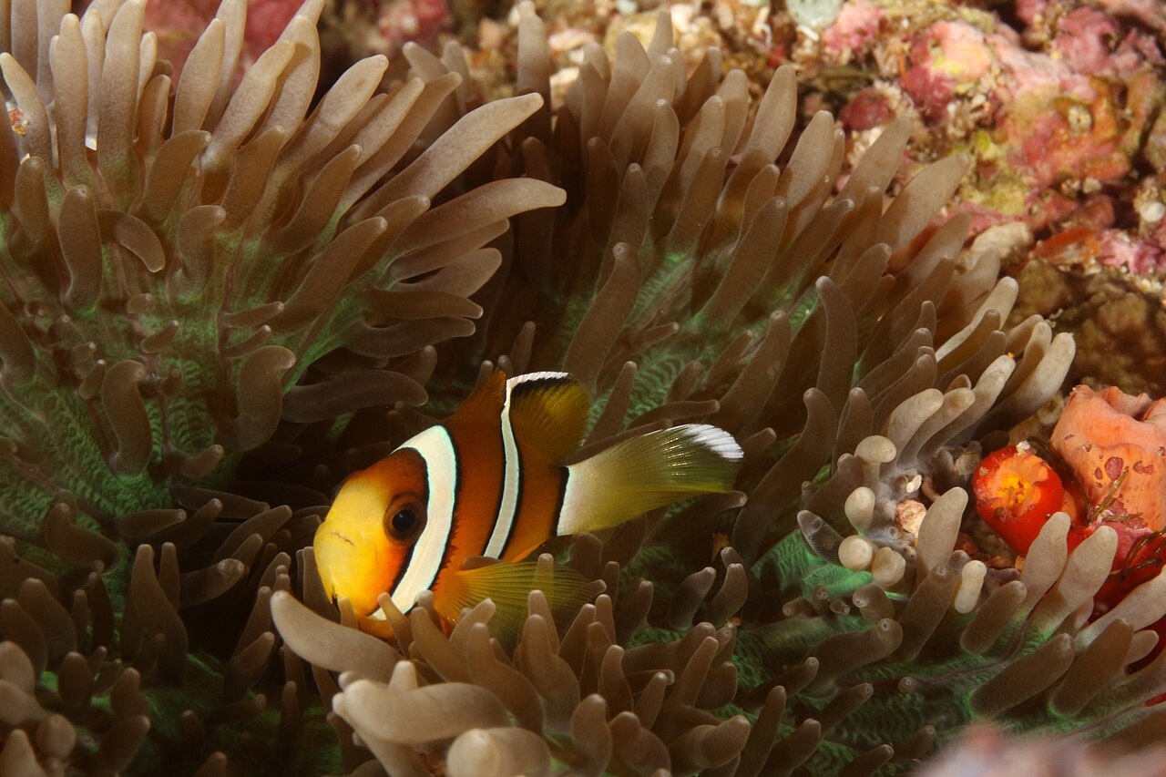Three-band anemonefish (Amphiprion tricinctus)