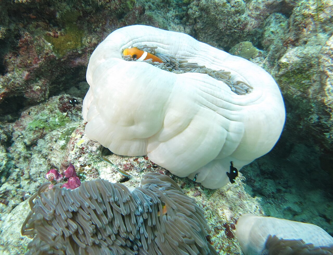 Three-band anemonefish (Amphiprion tricinctus)