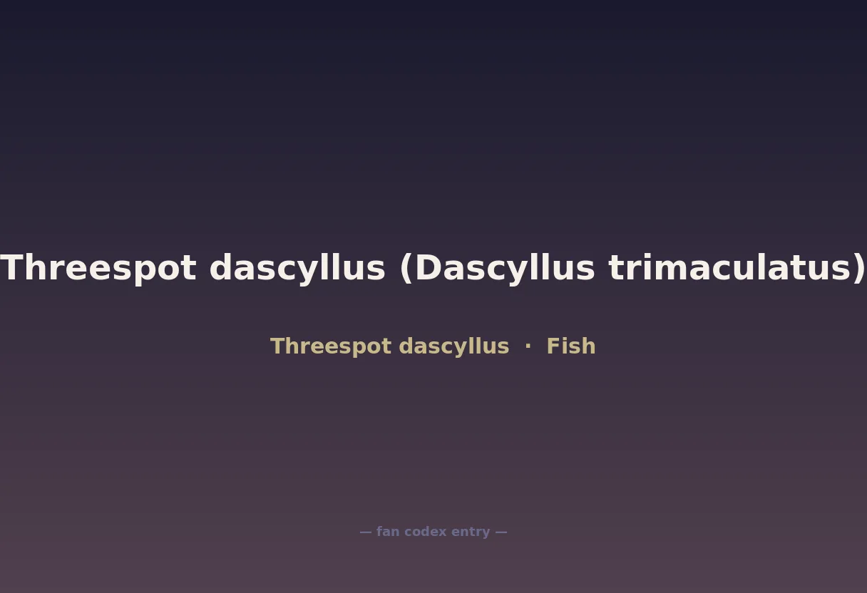 Threespot dascyllus (Dascyllus trimaculatus)