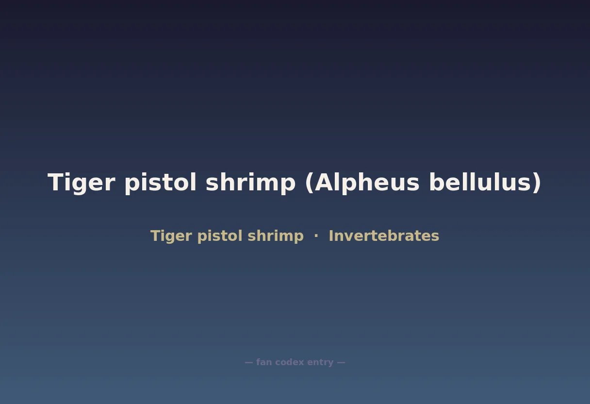 Tiger pistol shrimp (Alpheus bellulus)