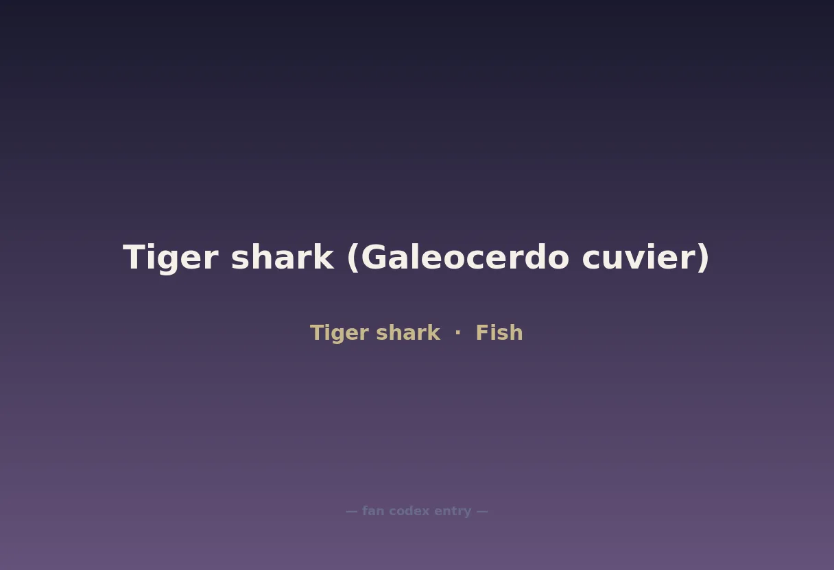 Tiger shark (Galeocerdo cuvier)