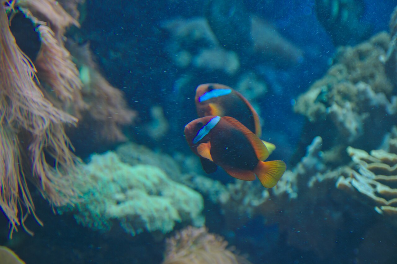 Tomato clownfish (Amphiprion frenatus)