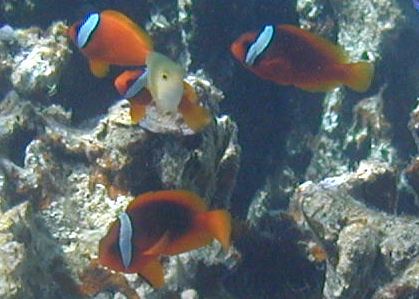 Tomato clownfish (Amphiprion frenatus)