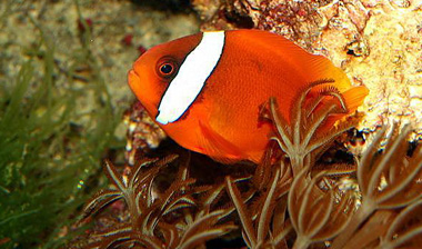 Tomato clownfish (Amphiprion frenatus)