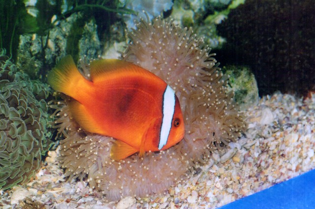 Tomato clownfish (Amphiprion frenatus)