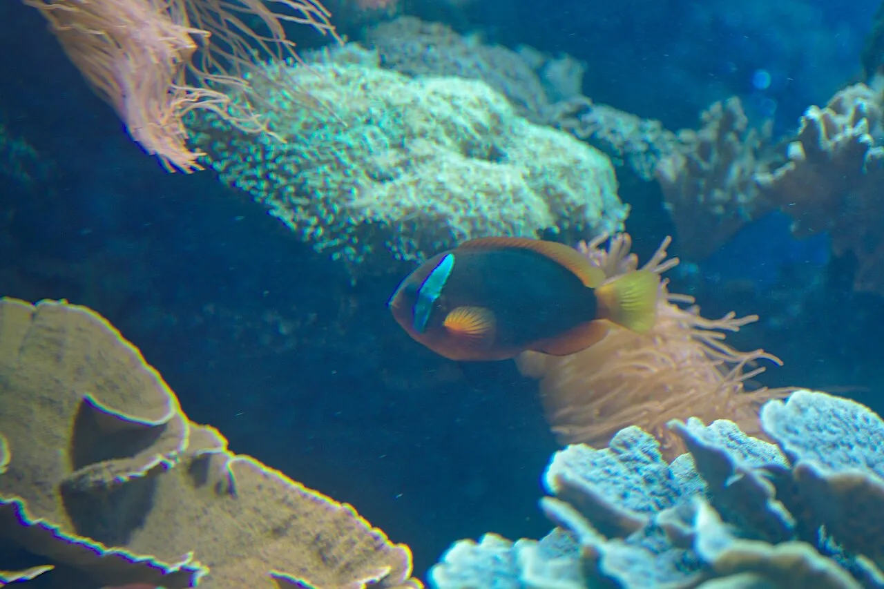 Tomato clownfish (Amphiprion frenatus)