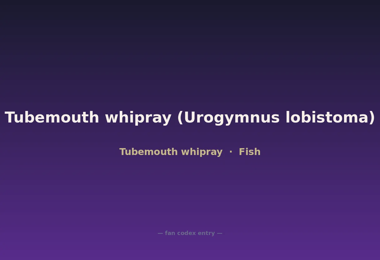 Tubemouth whipray (Urogymnus lobistoma)