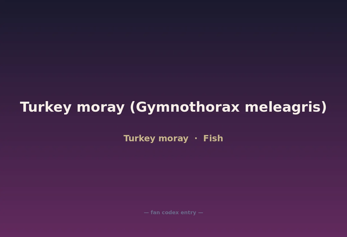Turkey moray (Gymnothorax meleagris)