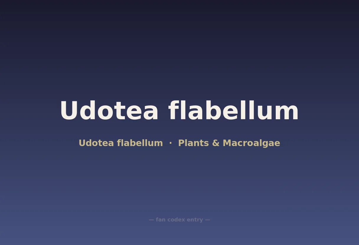 Udotea flabellum