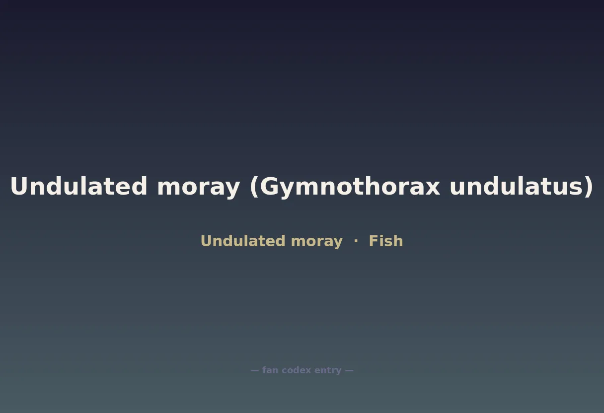 Undulated moray (Gymnothorax undulatus)