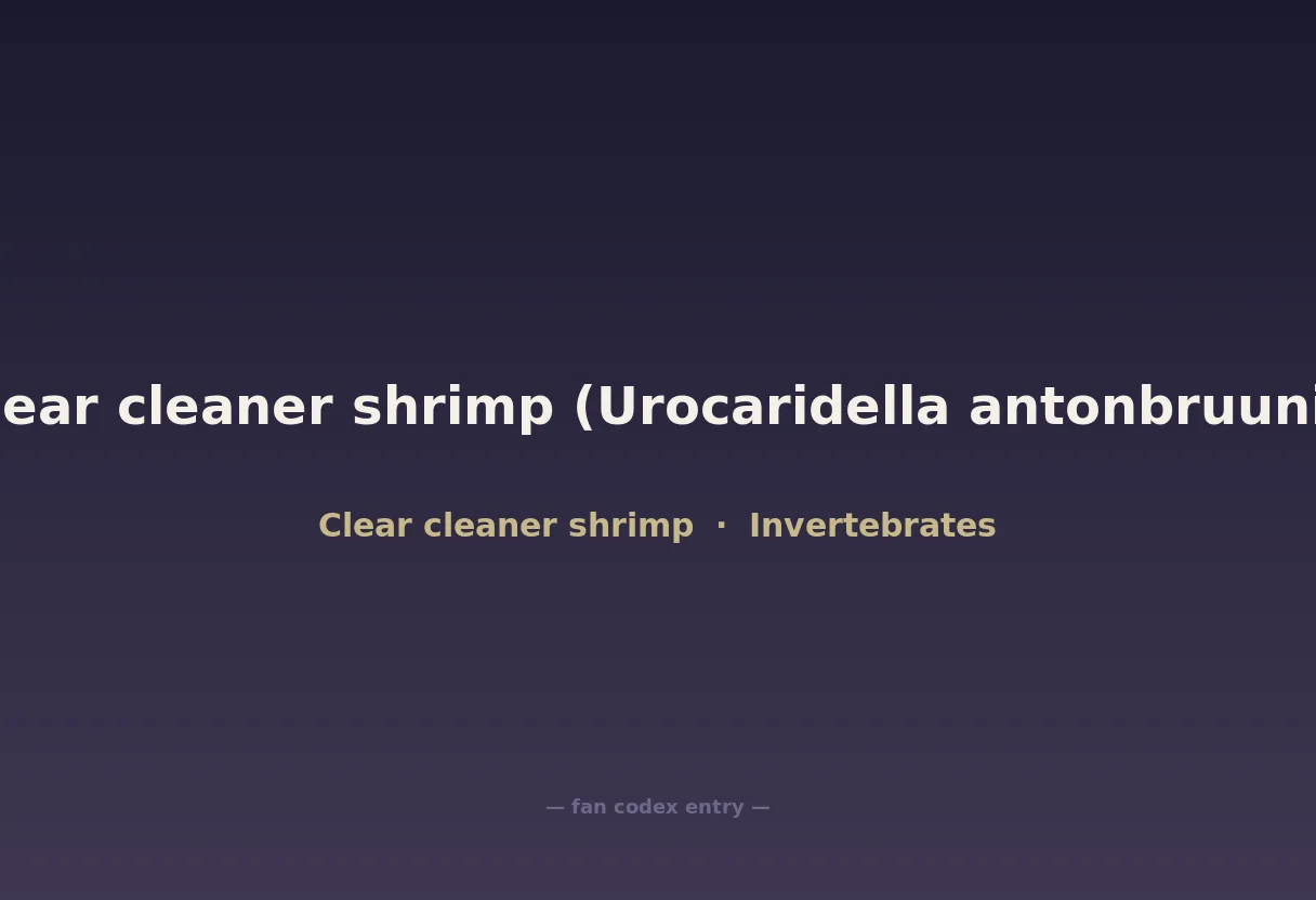 Clear cleaner shrimp (Urocaridella antonbruunii)